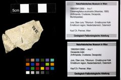 Foto (Objekt + Etiketten) von Cracensigillatus acutirostris (Moericke, 1889) 